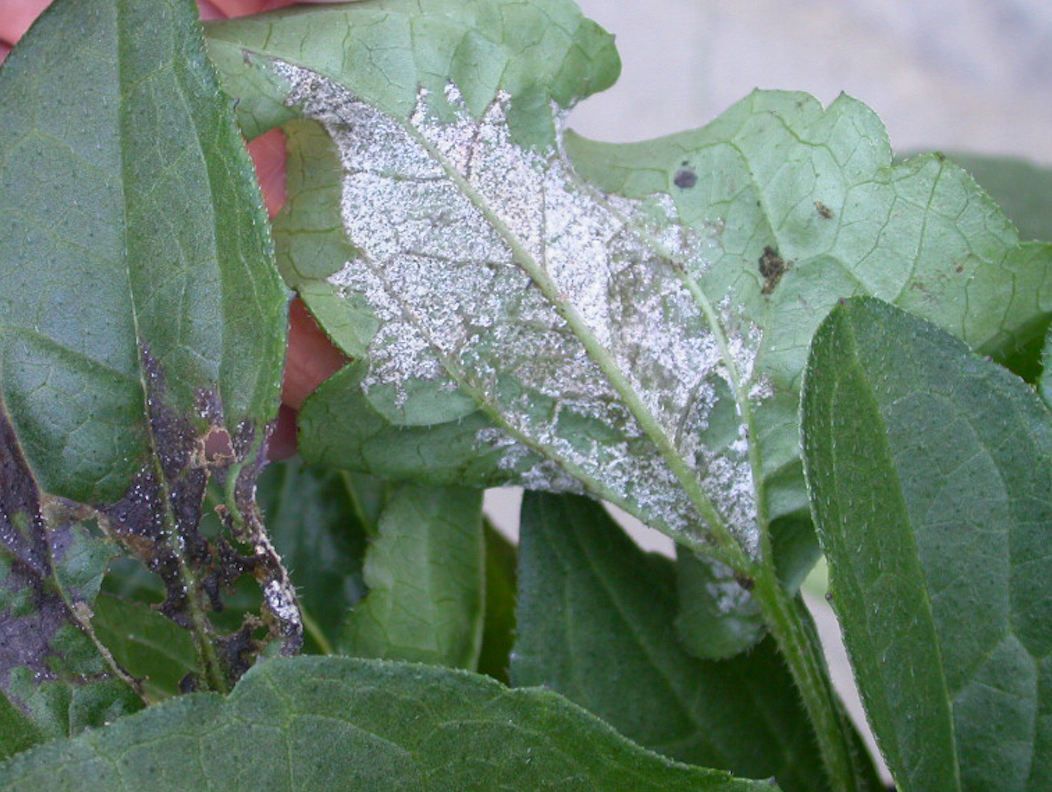 /ARSUserFiles/56919/downy mildew rudbeckia.jpg